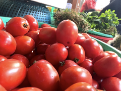 Hà Nội: Cà chua tăng giá, đắt ngang thịt lợn