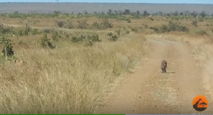 Cặp sư tử phục kích, làm thịt lợn rừng tản bộ trên cánh đồng