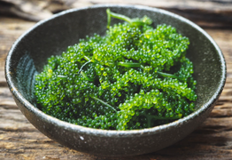 Nghề nuôi trồng rong nho ở Khánh Hòa: Ý tưởng tuyệt vời cho các HTX ven biển 