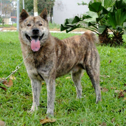 Khuyển vương Mông cộc và câu chuyện soán ngôi chó Phú Quốc