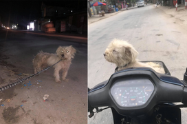 Xúc động chuyện chủ bất ngờ tìm được chó cưng thất lạc 1 năm ở hàng thịt chó 