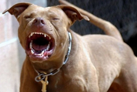 Rượu vodka, chó dữ sâu răng và trinh nữ 90 tuổi 