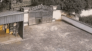 Video: Hoảng sợ bởi tiếng còi xe, lợn rừng tông sập cổng sắt