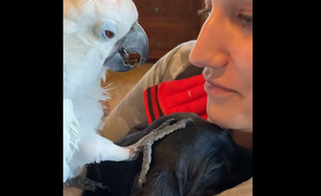 Vẹt nói 'I love you' với chó cực dễ thương