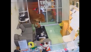 Tưởng thần tài ghé thăm, hóa ra 'thần' bò 