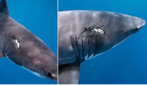 'Vết sẹo giao phối' kinh hoàng trên thân cá mập cái 
