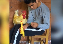 Gà giả bị đánh, gà thật vội ăn lấy ăn để