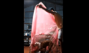 Chó cưng được chủ mắc màn cho ngủ