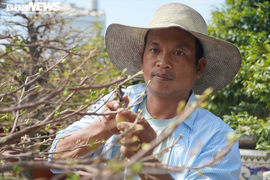 Nhiều nhà vườn làng mai Thủ Đức dự tính không thuê điểm bán, đẩy mạnh bán online