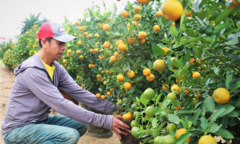 Ảnh: Thủ phủ quất cảnh miền Trung vào vụ Tết, nông dân mỏi mắt chờ thương lái