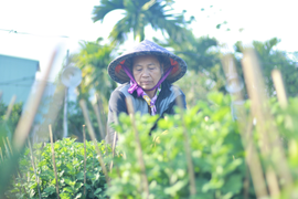 Ảnh: Nông dân thủ phủ hoa cúc ở Pleiku thấp thỏm chờ vụ Tết