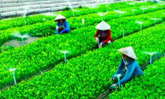 Luật Hợp tác xã năm 2012: Những ý kiến góp ý sửa đổi tâm huyết từ địa phương