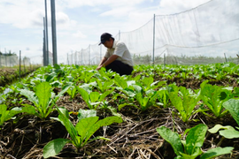 11 góp ý thực tiễn về sửa đổi Luật HTX 2012 đối với phát triển Kinh tế Tập thể