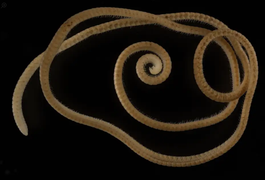 'Quái vật' hơn 1.300 chân ẩn thân dưới lòng đất