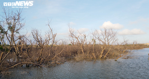 Cận cảnh cánh rừng phòng hộ ‘chết oan’ ở Hải Phòng