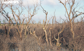 Vì sao cánh rừng phòng hộ ở Hải Phòng đang xanh tốt bỗng chết khô?