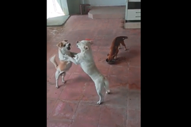 2 con chó mải đánh nhau, để 'kẻ thứ 3' chén sạch đồ ăn