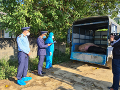 Hà Giang: Xử lý nghiêm vi phạm trong chống dịch tả lợn Châu Phi