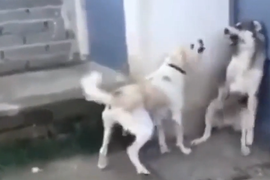 Chó đực bị 'vợ' tẩn tóe khói vì lỡ trêu con 