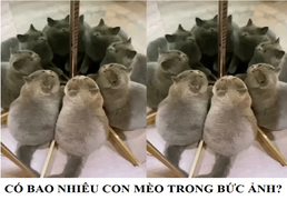 Trong 20 giây, thách bạn nhận ra có mấy con mèo trong gương?