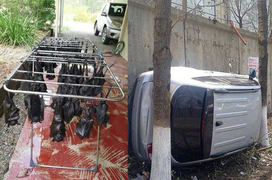 Tầm 'IQ vô cực' cũng khó mà hiểu được những khoảnh khắc lạ đời hiếm thấy này