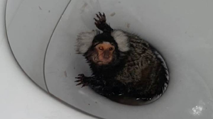 Bắt khỉ hít ma túy và hành hạ tàn ác, một phụ nữ bị phạt tù