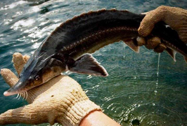 HTX thủy sản Sông Đà: Tiềm năng, lợi thế phát triển của nghề nuôi cá lồng sạch