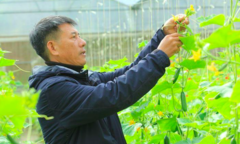 Đà Lạt: Vùng đất 'lành' cho kinh tế tập thể phát triển nông nghiệp công nghệ cao
