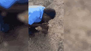 Video: Tài xế taxi đưa khỉ từ cõi chết trở về bằng hô hấp nhân tạo