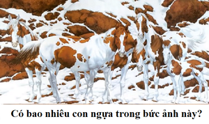 Có bao nhiêu con ngựa trong bức hình này?
