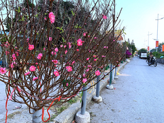 Đào Nhật Tân lần đầu xuống phố Hà Nội, chợ hoa Quảng Bá rực sắc xuân