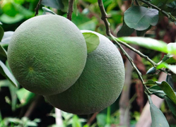 HTX Ngọc Lan: Mô hình trồng cây ăn quả đạt chuẩn xuất khẩu có tiềm năng lớn