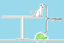 Bài toán con mèo, con rùa và cái bàn làm khó nhiều người