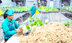 10 năm triển khai Luật HTX: Hà Nội sở hữu 1.182 mô hình KTTT hoạt động hiệu quả
