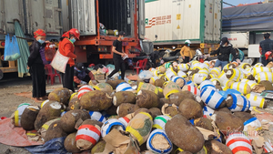 Trăm nghìn tấn trái cây ùn ứ cửa khẩu, 'biển' mít được đổ ra bán tháo