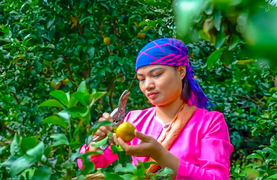 HTX Organic Hopefarm Hòa Bình: Mô hình trồng cam hữu cơ đạt tiêu chuẩn Châu Âu 