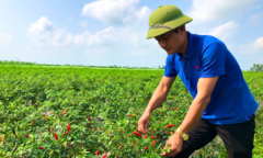 HTX Vũ Anh: Hồi sinh vùng đất 'chết', đưa nông sản sạch phủ xanh mảnh đất cằn