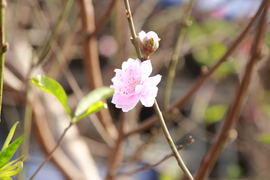 Video: Cận cảnh hoa đào, lê nở sớm tưng bừng sắc xuân xuống phố