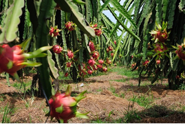 Hàng hóa ùn ứ ngoài cửa khẩu: Trái cây rớt giá, nhà vườn miền Tây lo mất Tết