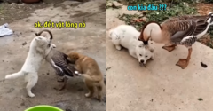 Cún con trả giá vì gây sự với ngỗng