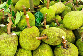 HTX Thái Thanh-Cần Thơ: Đầu tư vào trồng cây ăn trái chất lượng cao để xuất khẩu