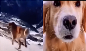 Mải hóng hớt, chú chó rơi thẳng xuống hố tuyết 