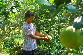 HTX Bưởi Bằng Luân: Phát huy giá trị của bưởi đặc sản, vỏ và hạt cũng sinh lời