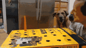 Video: Hai chú chó thử thách kiên nhẫn với trò bắt cà rốt