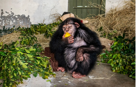 Con tinh tinh bất hạnh: Bị mẹ ruỗng rẫy, đồng loại đánh đập đến chết