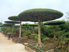 Ảnh: Vườn sanh lọng độc nhất vô nhị trị giá hàng chục tỷ đồng 