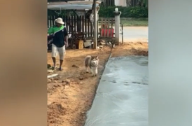 Màn phá hoại của chó cưng khiến ông chủ cạn lời