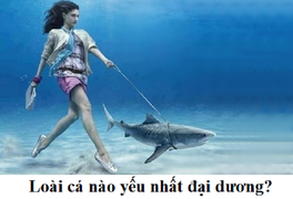 Đố mẹo: Loài cá nào yếu nhất đại dương?