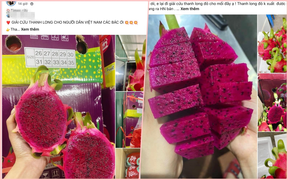 Đến lượt thanh long tắc biên được bán 'xả hàng', có nơi giá 3.500 đồng/kg