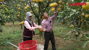 Video: Trồng bưởi Diễn bón bằng đậu tương, nông dân Hà Nội thu 200 triệu mỗi vụ